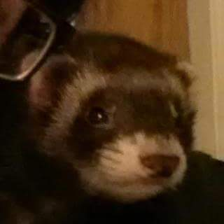 Moogleby Underfoot, on her second favorite spot; my shoulder. The first was in my arms.